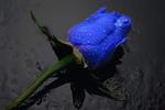 Blue rose 2