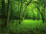 Green picture